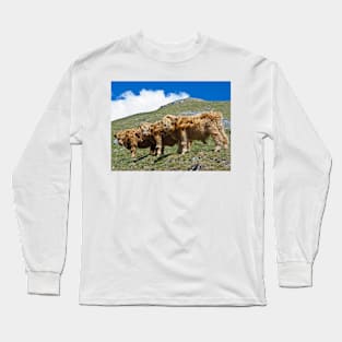 Highland cattle all in a row Long Sleeve T-Shirt